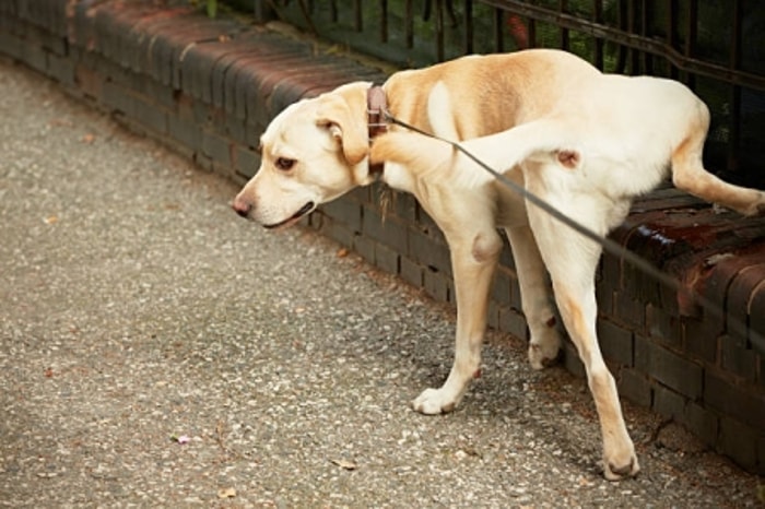 Anjing Melakukan Spraying Sebagai Tanda Kepemilikian Wilayah