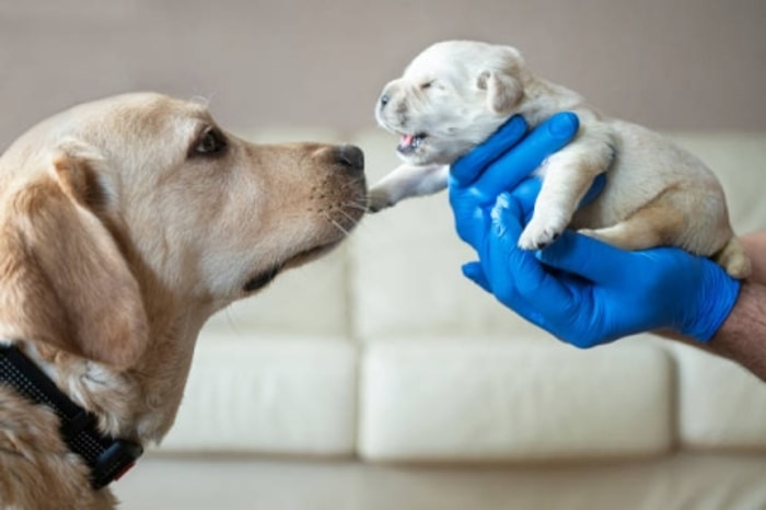 Bayi Anjing Lahir di Waktu yang Tidak Seharusnya