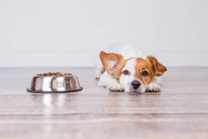 Nafsu Makan Anjing Cenderung Menurun 