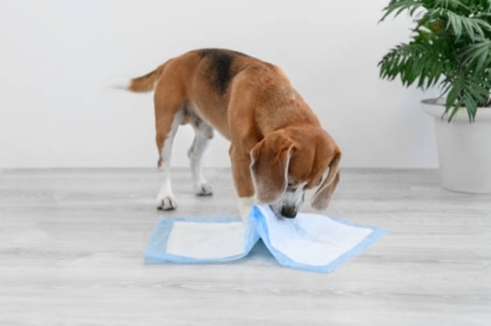 Anjing Sudah Tidak Mampu Mengontrol Kemampuan Buang Airnya