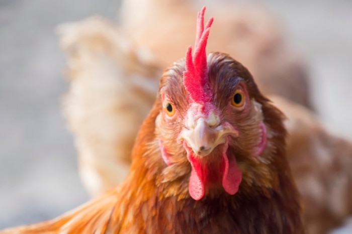 Emang Ayam Bisa Ketawa? Simak Dulu Sejarahnya!