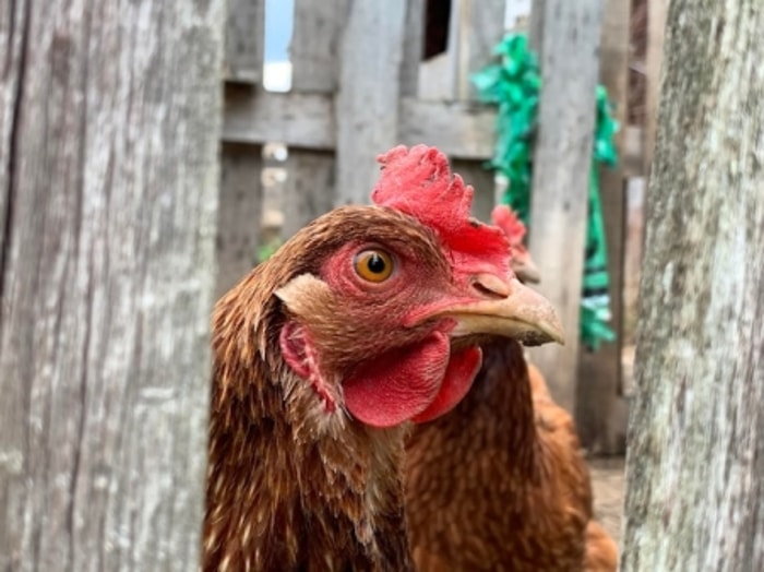 Bulu yang Cantik Tanda Ayam Ketawa yang Sehat