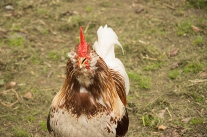 Tubuh Ideal Memudahkan Ayam Menjaga Keseimbangan Tubuh