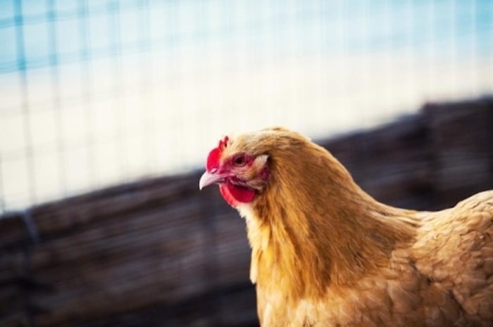 Kaki dan Cakar Termasuk Penilaian Fisik Ayam Ketawa