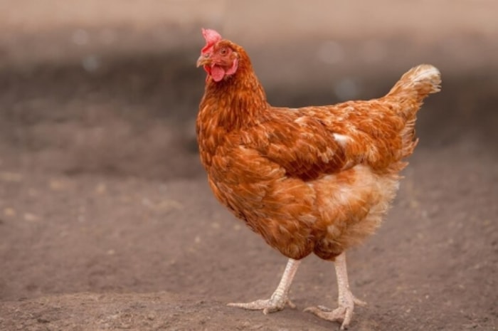 Ayam Komersial Sering Kali Memiliki Tubuh Proporsional
