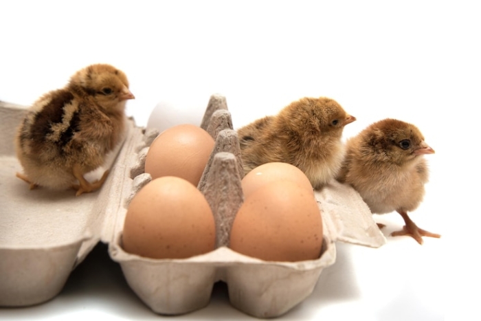 Sekilas Tentang Ayam Ras Petelur