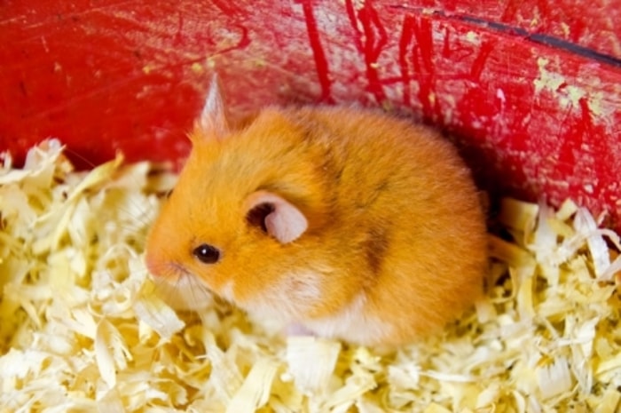 Beri Ruang Sendiri untuk Induk Hamster yang Hamil