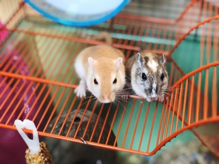 Fakta Menarik Hamster dan Cara Merawatnya