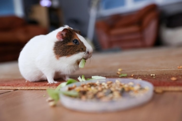 Nutrisi Janin Hamster Bergantung pada Asupan Induknya