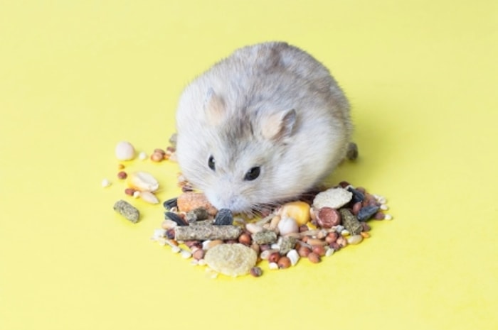 Semakin Janin Berkembang, Semakin Perut Hamster Membesar