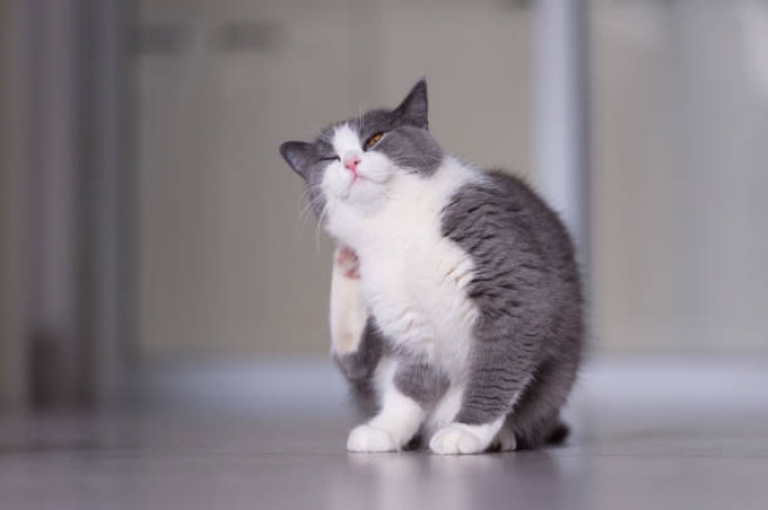 Pemberian Detick pada Kucing. Apa Saja yang Harus Diwaspadai?