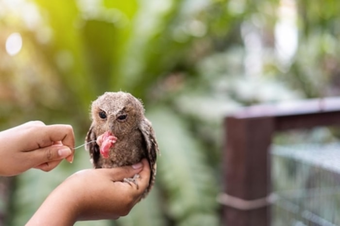 Beri Tambahan Makanan untuk Membantu Pertumbuhannya