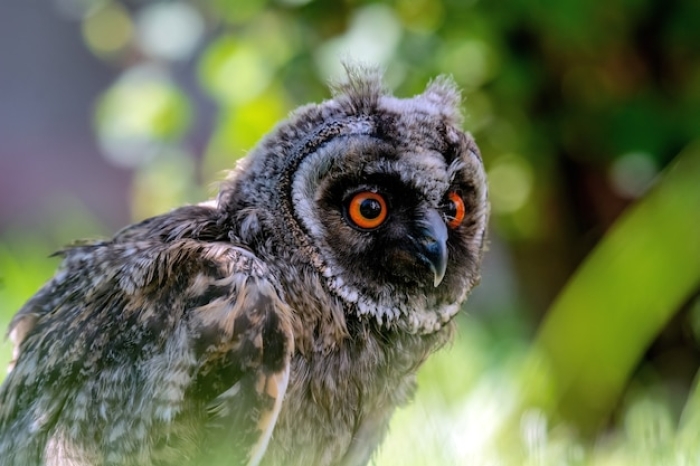 Sekilas tentang Burung Hantu