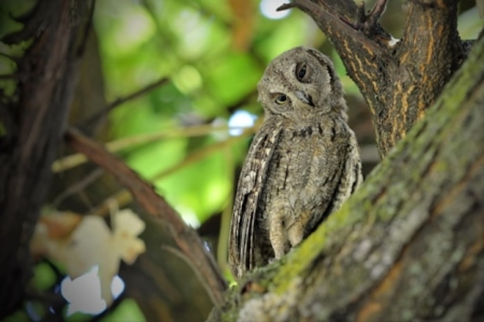 Kepala Burung Hantu yang Dapat Beputar Penuh adalah Mitos