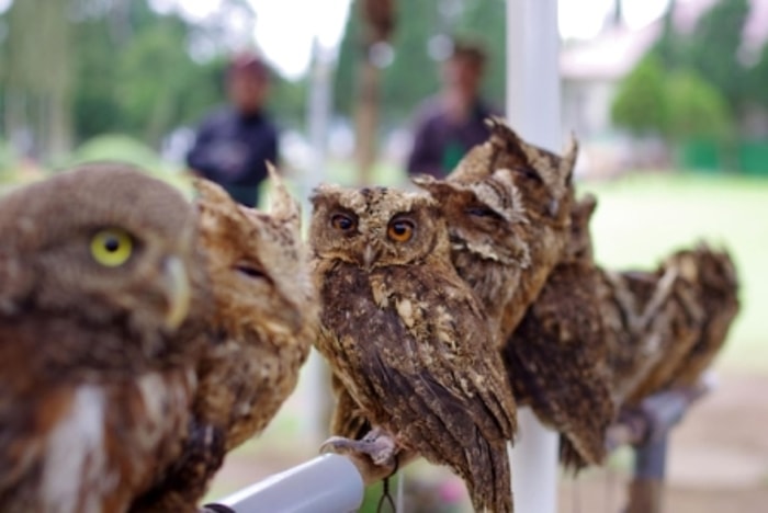 Bentuk Paruhnya Memudahkan Burung Hantu Menangkap Mangsa
