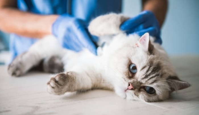 Pastikan Kucing Selalu Memiliki Akses untuk Minum