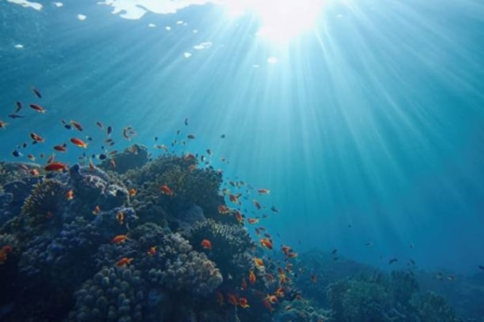 Menjaga Keberlangsungan Kehidupan Biota Laut
