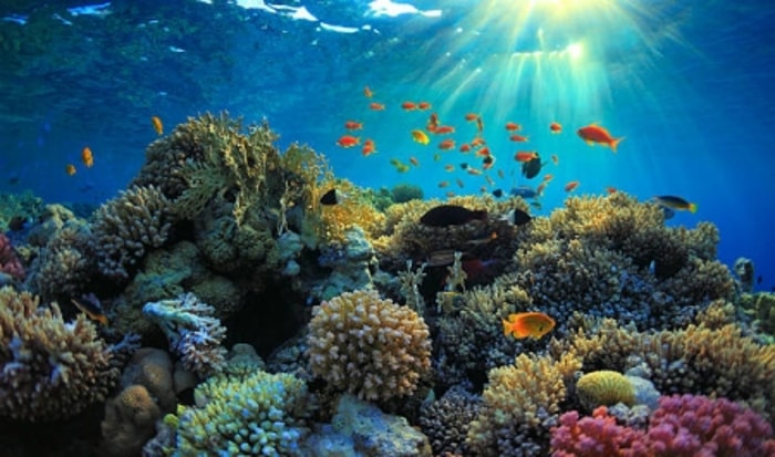 Menjaga Ekosistem Laut Tetap Sehat