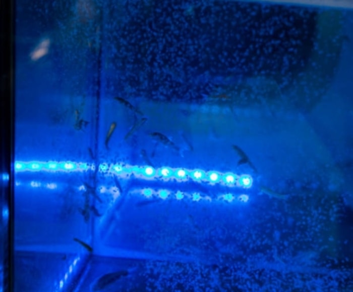 Sinar UV membantu Sterilisasi Kolam atau Aquarium