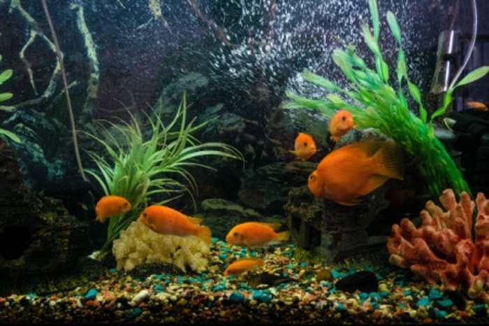 Sinar Ultraviolet Membuat Filter Aquarium Menjadi Lebih Awet