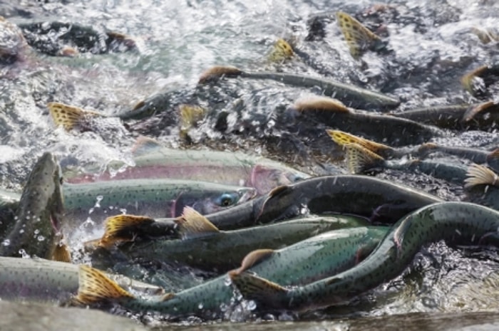 Pertumbuhan Ikan Dipengaruhi Oleh Proses Metabolisme
