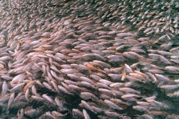 Metabolisme yang Lancar Menghindarkan Ikan dari Penyakit