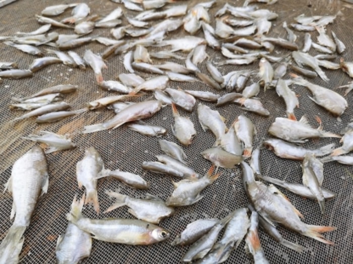 Suhu yang Tidak Sesuai akan Menurunkan Aktivitas Ikan