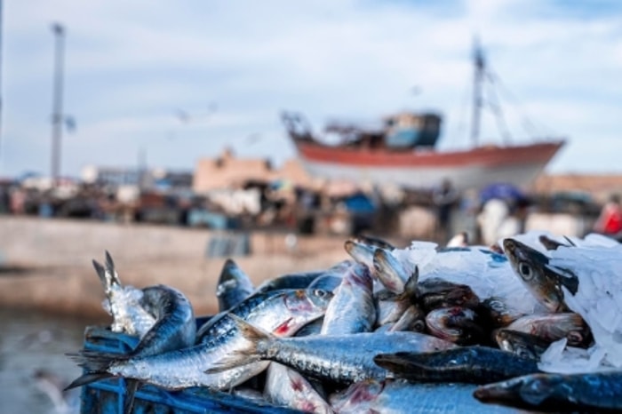 Suhu dan Pakan Memengaruhi Kualitas Ternak Ikan