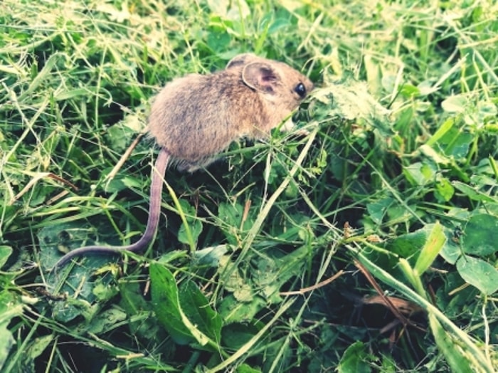 Tidak Semua Fase Membuat Tikus Melakukan Serangan
