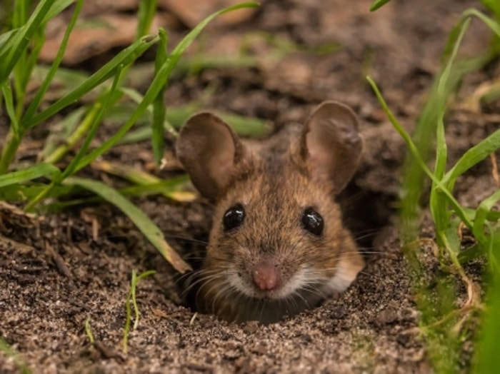 Selain Pesemaian, Tikus Juga Menyerang Pertanaman