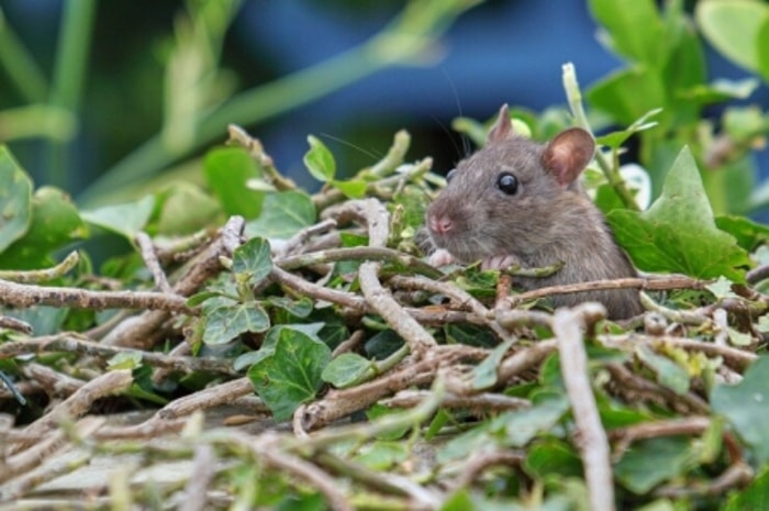 Hati-Hati Karena Tikus Juga Menyerang Tempat Penyimpanan!