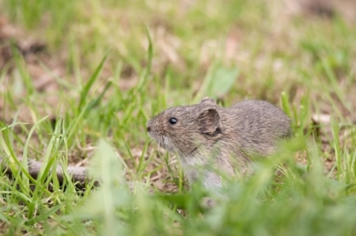 Mengapa Petani Tidak Menyukai Kehadiran Tikus?