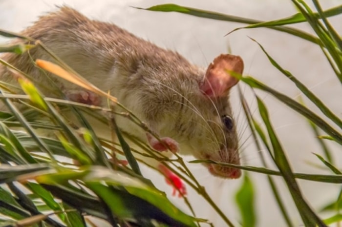 Morfologi Tikus