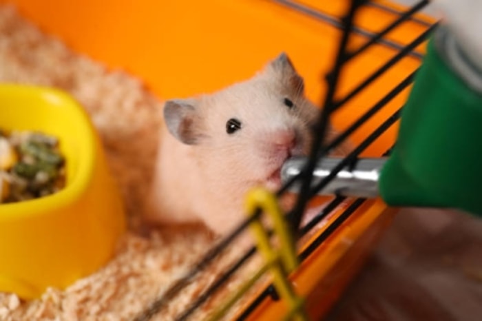 Kebutuhan Hidup yang Tercukupi Tentu Membuat Hamster Senang