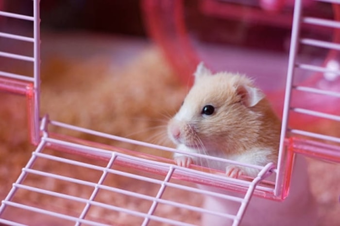 Tempat Tinggal yang Nyaman Dapat Meningkatkan Kesehatan Hamster