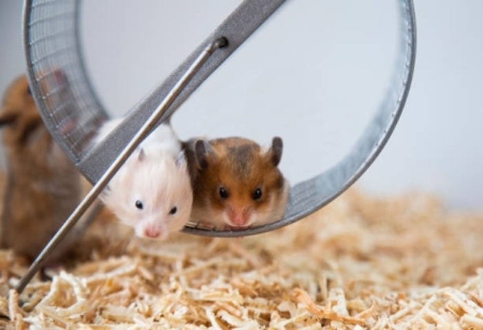 Memisahkan Hamster Jantan dan Betina dapat Mengurangi Stres Melahirkan