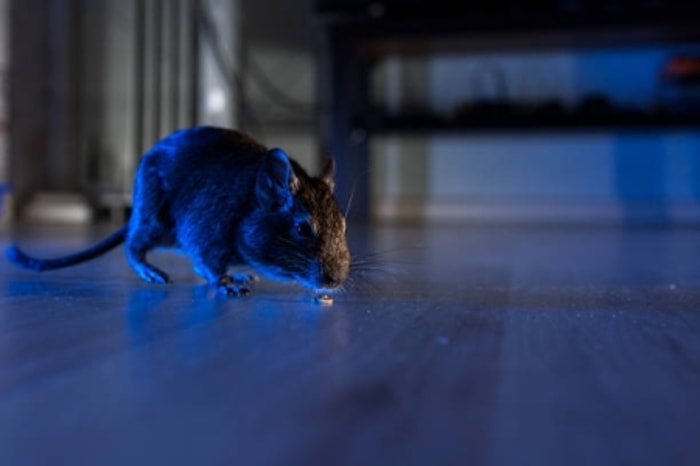 Stres pada Hamster Menyebabkan Hamster Kurang Produktif