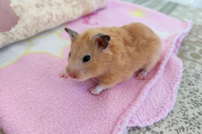 Hamster Menjerit Ketakutan dan Badannya Tegang