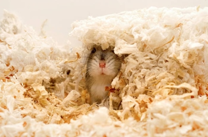 Hamster Terus Menggali untuk Membuat Tempat Persembunyian