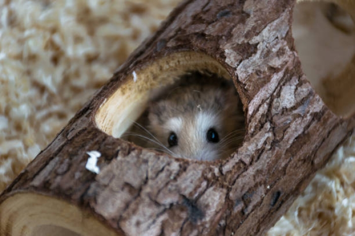 Apa yang Menyebabkan Hamster Stress? 