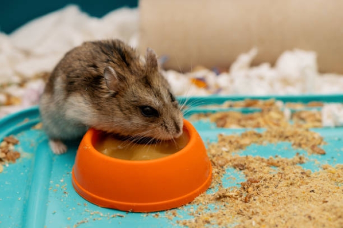 Mengapa Harus Menggunakan Tempat Makan Hamster?