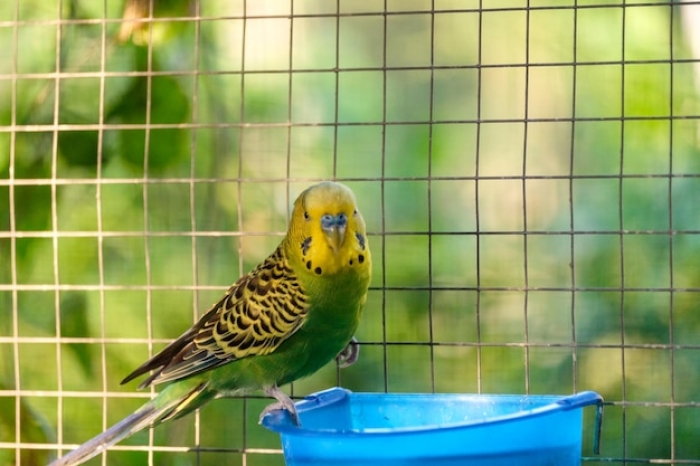 Cara Memandikan Burung Lovebird yang Benar