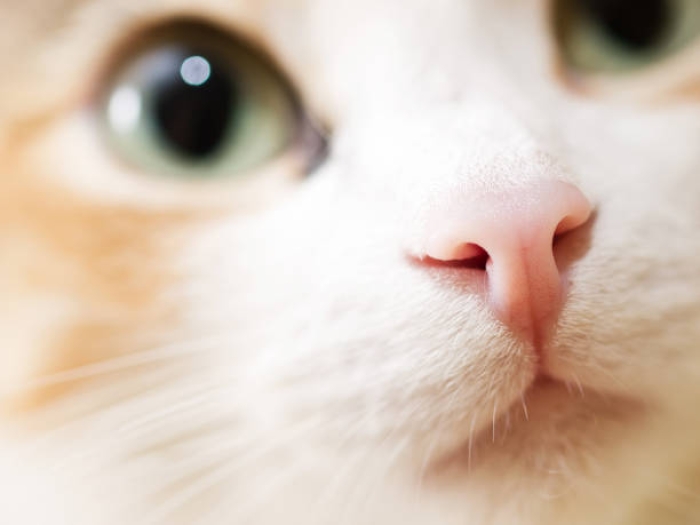 Apakah Semua Hidung Kucing Mengalami Perubahan Warna?