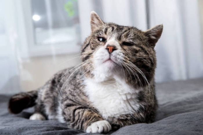 Kucing Senior Cenderung Mengalami Perubahan Warna Hidung 