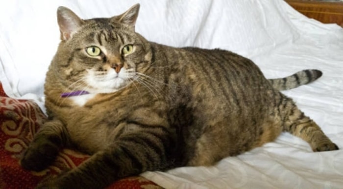 Obesitas dapat Memicu Diabetes pada Kucing 