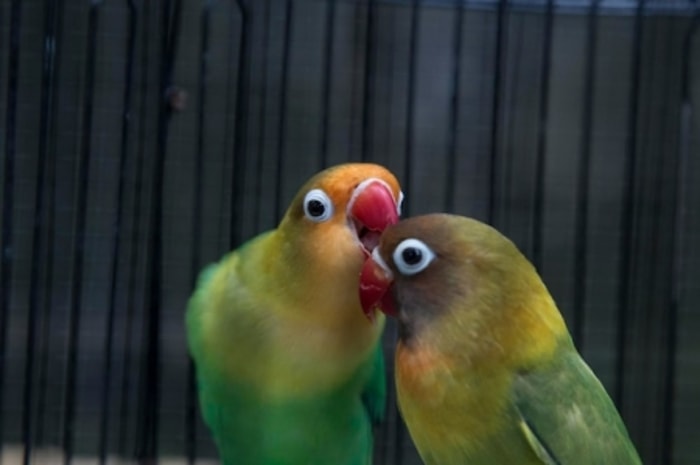 Lovebird Termasuk ke Dalam Ordo Psittaciformes