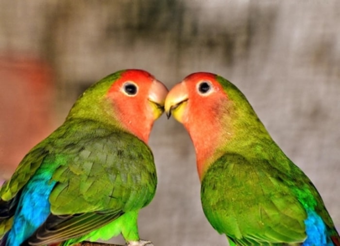Love Bird Masuk ke Dalam Tribus Psittaculini