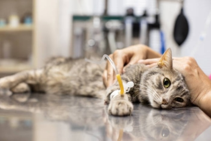 Apa yang Akan Terjadi Jika Bulu Kucing Terkontaminasi?