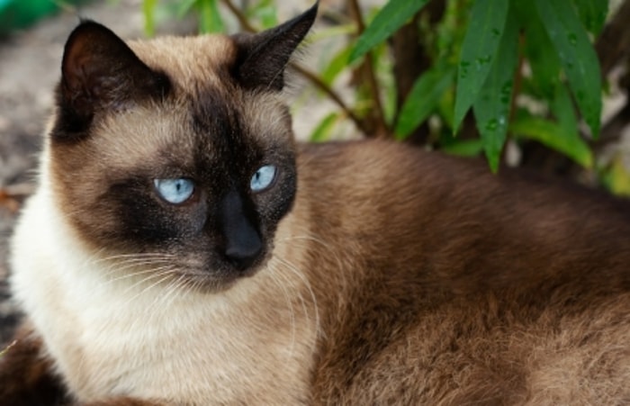 Memiliki Warna dan Pola yang Beragam, Termasuk Tortoiseshell