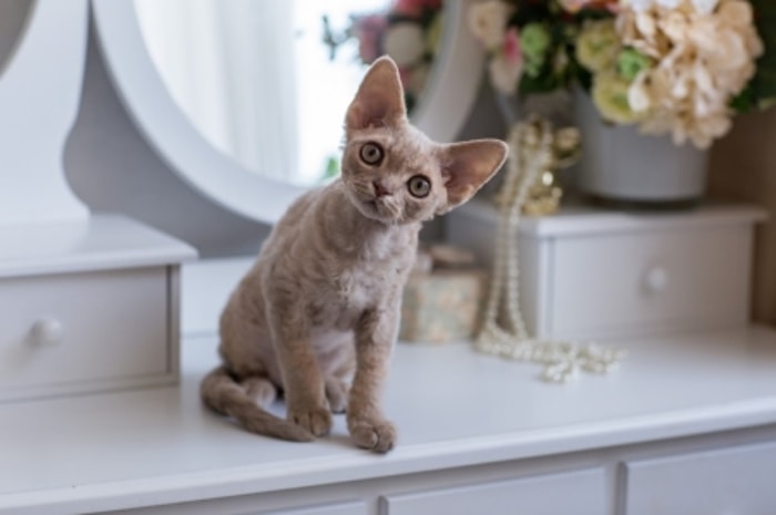 Kucing yang Terus Bertubuh Kecil Meskipun Sudah Dewasa